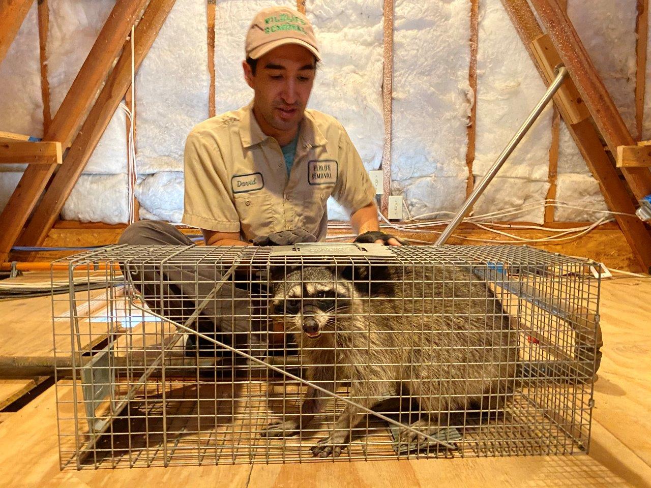 Montgomery raccoon trapping